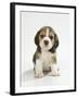 English Beagle Puppy Sitting-null-Framed Photographic Print