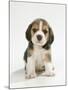 English Beagle Puppy Sitting-null-Mounted Photographic Print