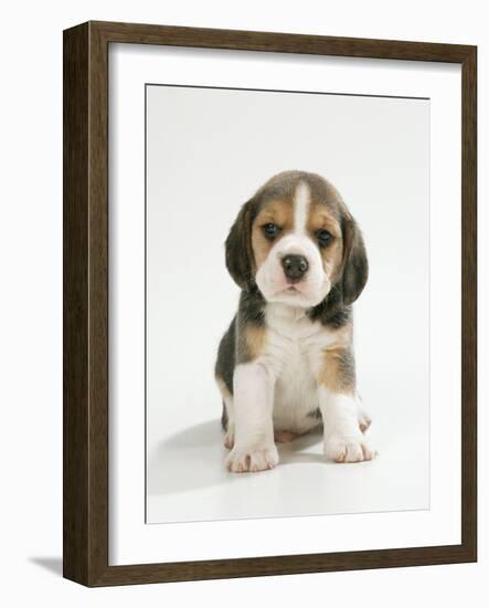 English Beagle Puppy Sitting-null-Framed Photographic Print