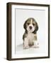 English Beagle Puppy Sitting-null-Framed Photographic Print