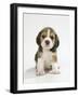 English Beagle Puppy Sitting-null-Framed Photographic Print