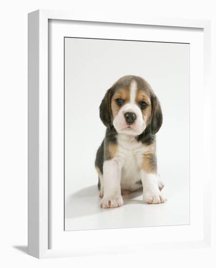 English Beagle Puppy Sitting-null-Framed Photographic Print