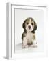 English Beagle Puppy Sitting-null-Framed Photographic Print