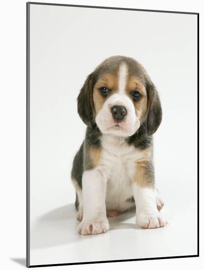 English Beagle Puppy Sitting-null-Mounted Photographic Print