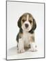 English Beagle Puppy Sitting-null-Mounted Photographic Print