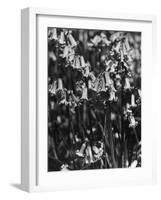 English Bluebells-null-Framed Photographic Print