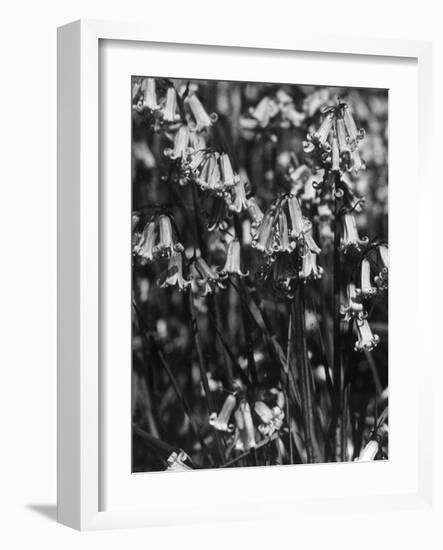 English Bluebells-null-Framed Photographic Print