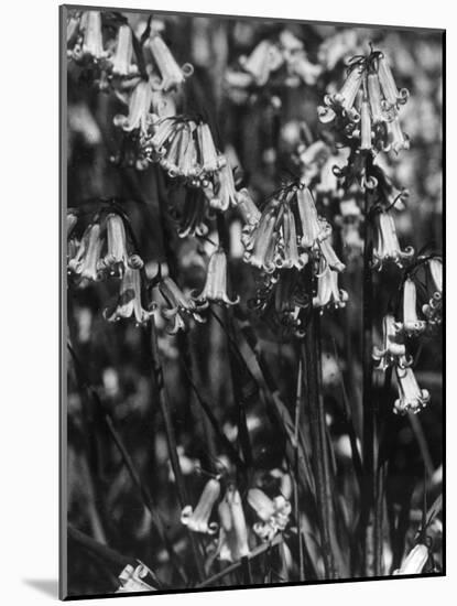 English Bluebells-null-Mounted Photographic Print