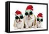 English Bulldog Adult and Puppies Wearing-null-Framed Stretched Canvas