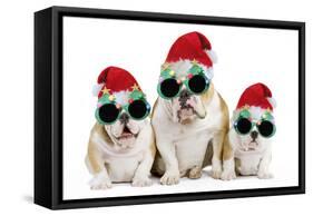 English Bulldog Adult and Puppies Wearing-null-Framed Stretched Canvas