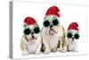 English Bulldog Adult and Puppies Wearing-null-Stretched Canvas