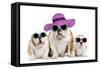 English Bulldog Adult and Puppies Wearing-null-Framed Stretched Canvas