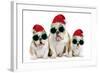 English Bulldog Adult and Puppies Wearing-null-Framed Photographic Print
