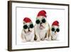 English Bulldog Adult and Puppies Wearing-null-Framed Photographic Print