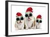 English Bulldog Adult and Puppies Wearing-null-Framed Photographic Print