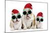 English Bulldog Adult and Puppies Wearing-null-Mounted Photographic Print