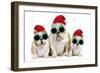 English Bulldog Adult and Puppies Wearing-null-Framed Photographic Print