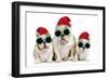 English Bulldog Adult and Puppies Wearing-null-Framed Photographic Print