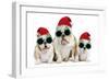 English Bulldog Adult and Puppies Wearing-null-Framed Photographic Print