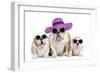 English Bulldog Adult and Puppies Wearing-null-Framed Photographic Print