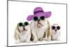 English Bulldog Adult and Puppies Wearing-null-Mounted Photographic Print