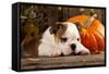 English Bulldog and a Pumpkin-Lilun-Framed Stretched Canvas