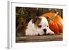 English Bulldog and a Pumpkin-Lilun-Framed Photographic Print