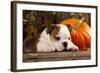 English Bulldog and a Pumpkin-Lilun-Framed Photographic Print