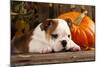 English Bulldog and a Pumpkin-Lilun-Mounted Photographic Print