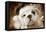 English Bulldog Close-Up of Face-null-Framed Stretched Canvas