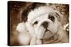 English Bulldog Close-Up of Face-null-Stretched Canvas