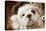 English Bulldog Close-Up of Face-null-Stretched Canvas