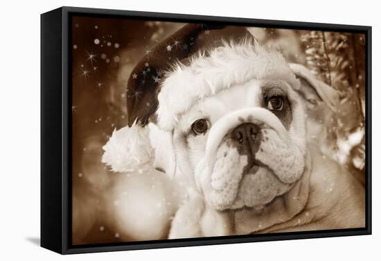 English Bulldog Close-Up of Face-null-Framed Stretched Canvas