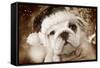 English Bulldog Close-Up of Face-null-Framed Stretched Canvas