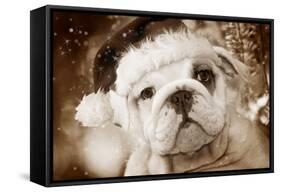 English Bulldog Close-Up of Face-null-Framed Stretched Canvas