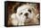 English Bulldog Close-Up of Face-null-Framed Stretched Canvas