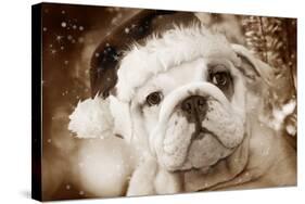 English Bulldog Close-Up of Face-null-Stretched Canvas