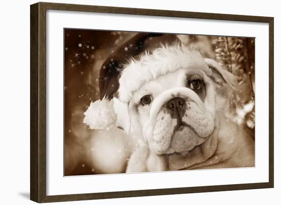 English Bulldog Close-Up of Face-null-Framed Photographic Print