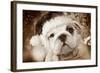 English Bulldog Close-Up of Face-null-Framed Photographic Print