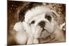 English Bulldog Close-Up of Face-null-Mounted Photographic Print