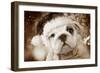 English Bulldog Close-Up of Face-null-Framed Photographic Print