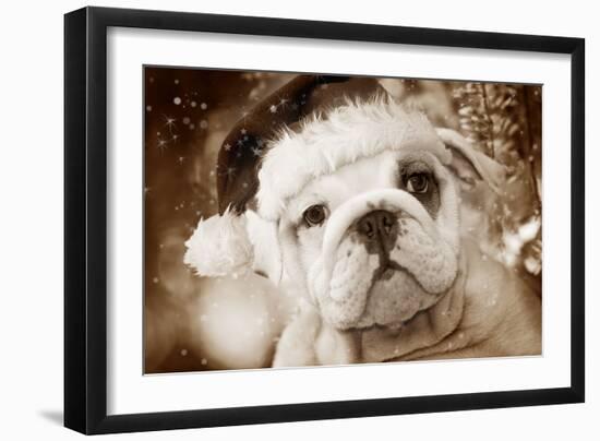 English Bulldog Close-Up of Face-null-Framed Photographic Print