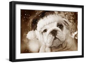 English Bulldog Close-Up of Face-null-Framed Photographic Print