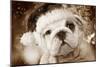 English Bulldog Close-Up of Face-null-Mounted Photographic Print