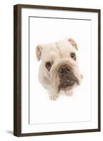 English Bulldog Fish-Eye-null-Framed Photographic Print