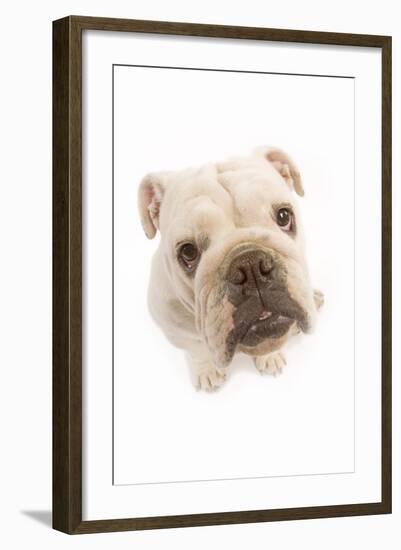 English Bulldog Fish-Eye-null-Framed Photographic Print