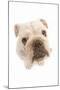 English Bulldog Fish-Eye-null-Mounted Photographic Print