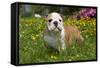 English Bulldog in Garden with Flowers-null-Framed Stretched Canvas