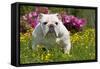 English Bulldog in Garden with Flowers-null-Framed Stretched Canvas