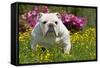 English Bulldog in Garden with Flowers-null-Framed Stretched Canvas